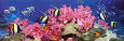 Tropische Fische Poster