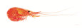 Shrimp Pósteres