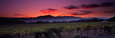 Vineyard at Sunset, Napa Valley, California, USA Fotografisk tryk af Panoramic Images