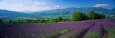 Flowers in Field, Lavender Field, La Drome Provence, France Lámina fotográfica por Panoramic Images