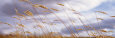 Wheat Stalks Blowing, Crops, Field, Open Space Photographie par Panoramic Images