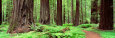 Collection d'images panoramiques Posters