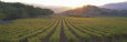 Sunset, Vineyard, Napa Valley, California, USA Fotografisk tryk af Panoramic Images