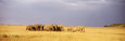 Elephant Herd, Maasai Mara Kenya Lámina fotográfica por Panoramic Images