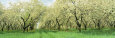 Rows of Cherry Tress in an Orchard, Minnesota, USA Lámina fotográfica por Panoramic Images