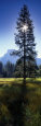 Sun Behind Pine Tree, Half Dome, Yosemite Valley, California, USA Fotografisk tryk af Panoramic Images