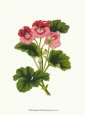 Pink Geranium I Reproduction d'art par Van Houtt