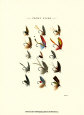 Pesca con mosca Posters