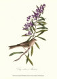 Bunting Art Print by John James Audubon