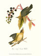 Warbler Art Print by John James Audubon