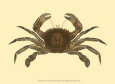 Antique Crab II Lámina por James Sowerby