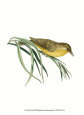 Yellow Wren Reproduction d'art par George Shaw