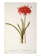 Amaryllis Curvifolia from 