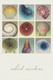 Shell Collection Lámina por Robert Mertens