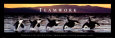 Whales (Color Photography) Posters