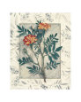 Calendulas Posters