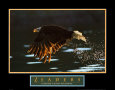Eagles (Color Photography) Posters