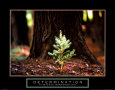 Détermination - Petit Pin Reproduction d'art