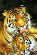 Tiger - Mothers Love Affiche