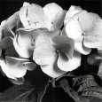 Hydrangea Kunsttryk af Darlene Shiels
