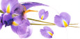 Lucid Iris I Lámina por S & R Rasheed