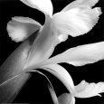 Iris Kunsttryk af Darlene Shiels