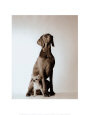 Max and Roxie Art Print by Amanda Jones