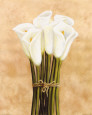 Flores blancas (arte decorativo) Pósteres