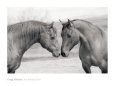 Photographies noir et blanc de chevaux Affiches