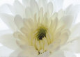 Pureness Art Print by George Fossey
