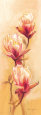 Passionate Magnolia Lámina por Anna Gardner
