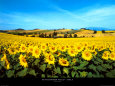 Tournesols Posters