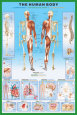 Cuerpo humano, El Póster
