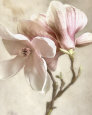 Pink Magnolia I Reproduction d'art par Donna Geissler