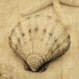 Scallop Lámina por John Seba