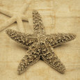 Estrellas de mar Lámina por John Seba