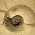 Chambered Nautilus Lámina por John Seba