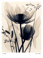 Lotus and Grasses Art Print by Judith Mcmillan