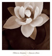 White Flowers (B&W Photography) Posters