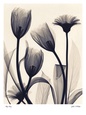 Tulip and Daisy Art Print by Judith Mcmillan