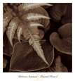 Painted Ferns I Art Print by Rebecca Swanson