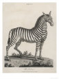 Zebra Giclee Print by J. Pass