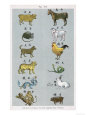 The 12 Creatures of the Chinese Zodiac Positioned in Opposing Pairs
