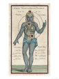 Chakras Posters