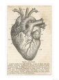 Cœur Posters