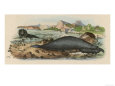 An Elephant Seal
