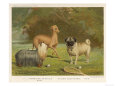 Kleine Rennhunde Poster