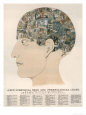 Phrenological Head