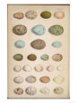 Huevos de aves Posters