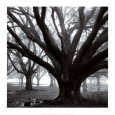 Oak Grove, Winter Art Print by William Guion